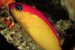     - Pseudochromis diadema